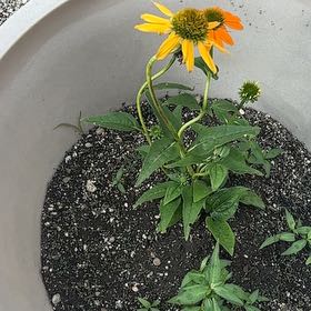 Photo of the plant species Yellow Coneflower by @GemLovevine11 named Gobi on Greg, the plant care app