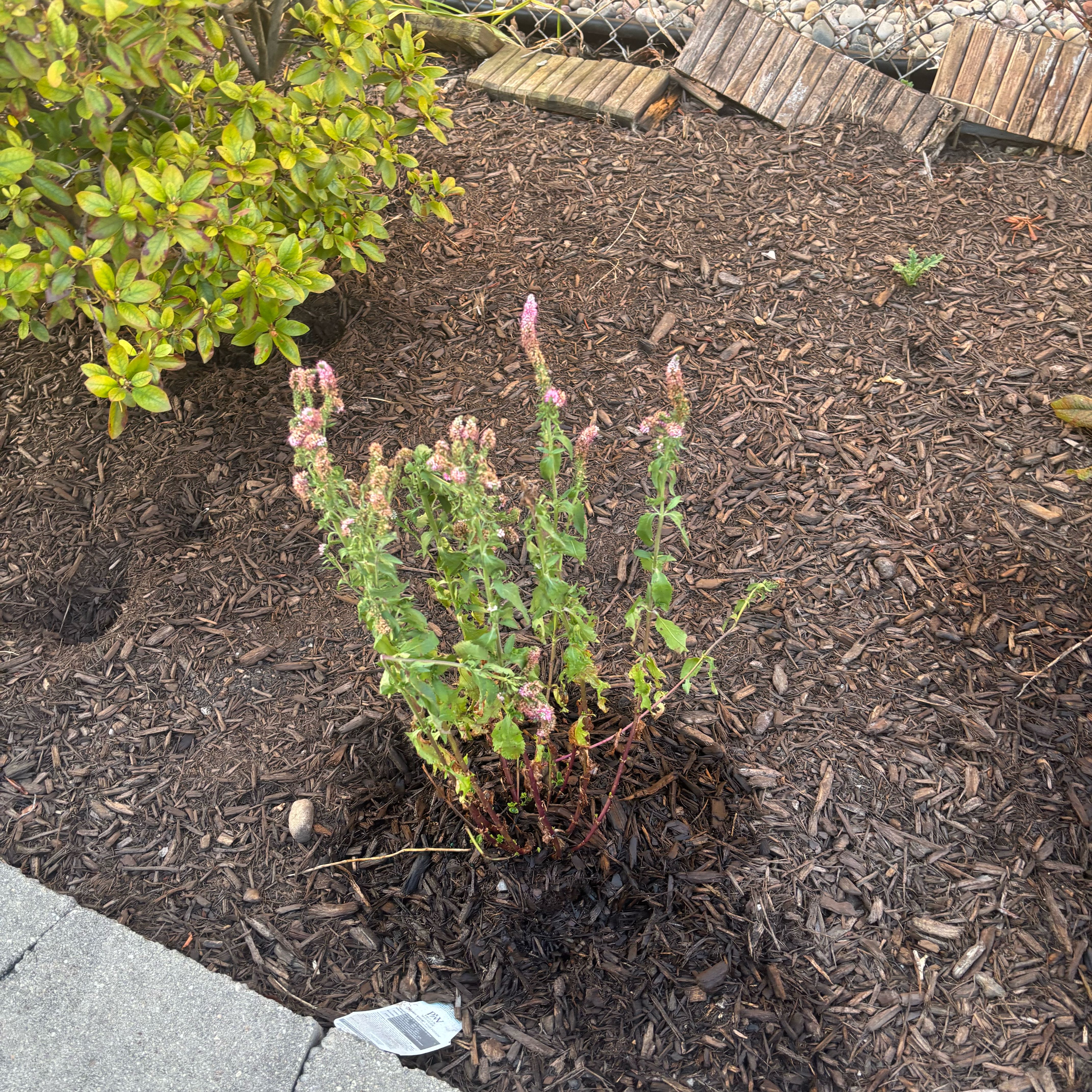 Photo of the plant species Butterfly Bush by @GemLovevine11 named Shakira on Greg, the plant care app
