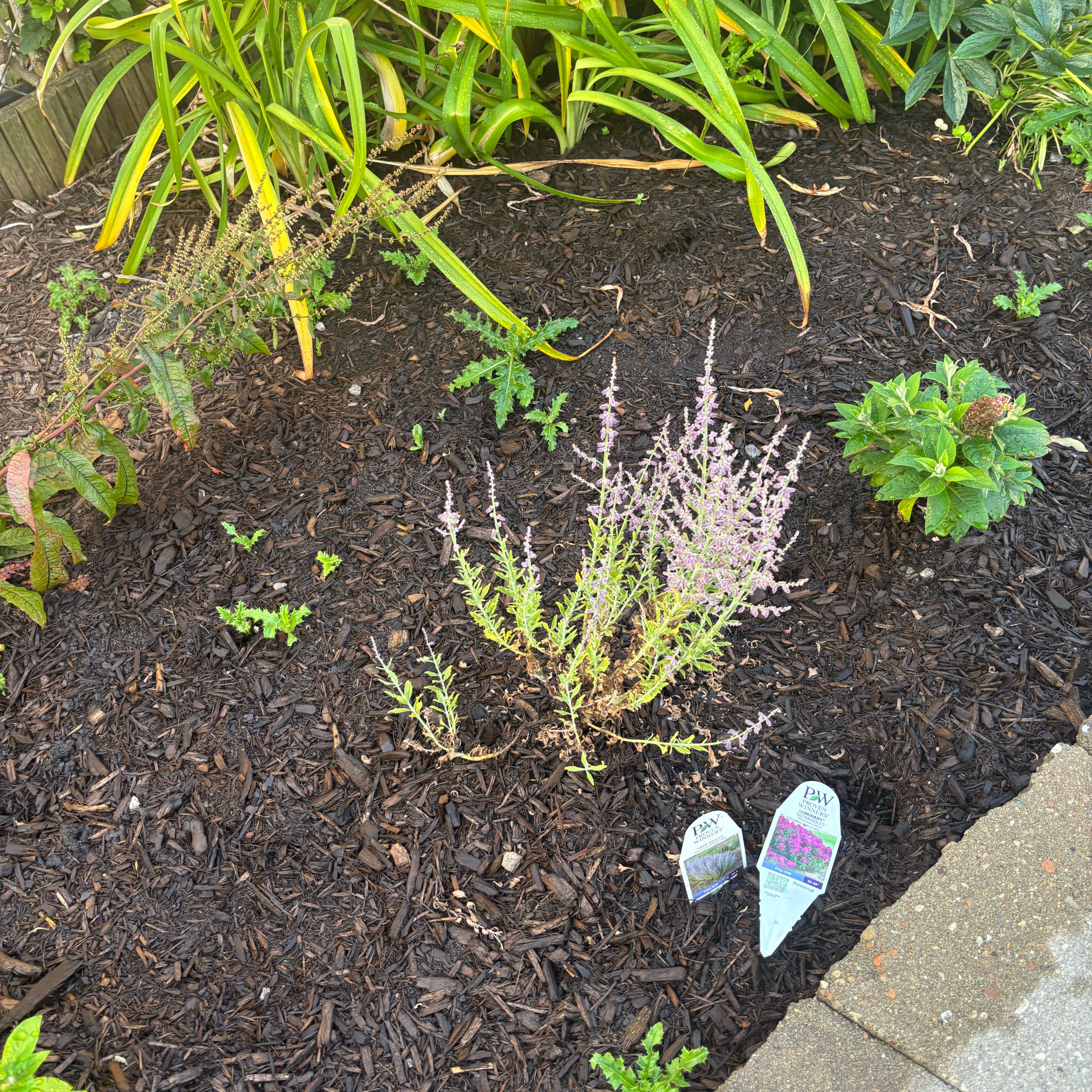 Photo of the plant species Russian Sage by @GemLovevine11 named ChloroPhil on Greg, the plant care app