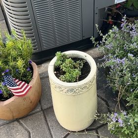 Photo of the plant species Sweet Alyssum by @MotherLukiwan41 named Drake on Greg, the plant care app