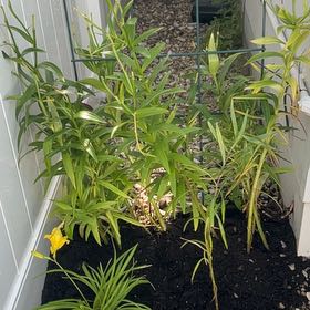 Photo of the plant species Tiger Lily by @MotherLukiwan41 named Leonardo on Greg, the plant care app