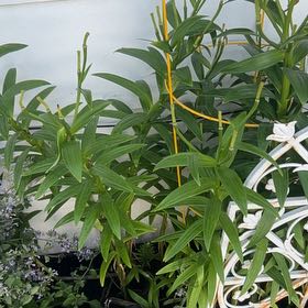 Photo of the plant species Easter Lily by @MotherLukiwan41 named Madonna on Greg, the plant care app