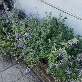Photo of the plant species Baptisia Australis by @MotherLukiwan41 named Beyonce on Greg, the plant care app