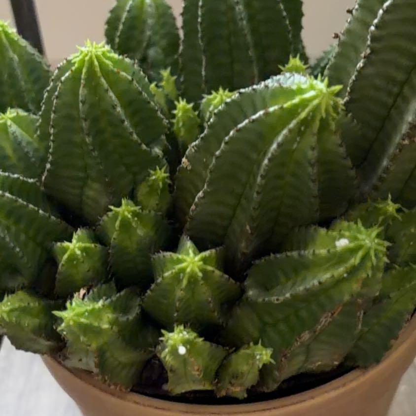 Photo of the plant species Tanzania Zipper Plant by @DeftTaro11 named Girlfrond on Greg, the plant care app