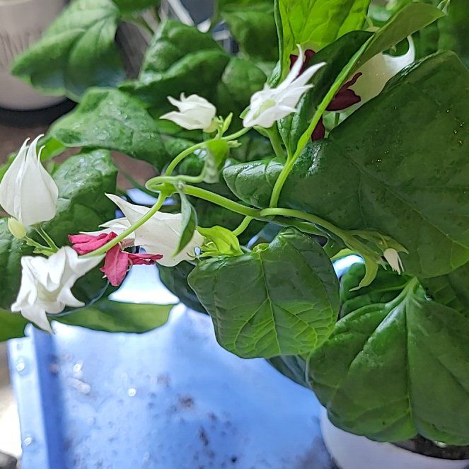 Photo of the plant species Bleeding Heart Vine by @BigStarsedge11 named Sol on Greg, the plant care app