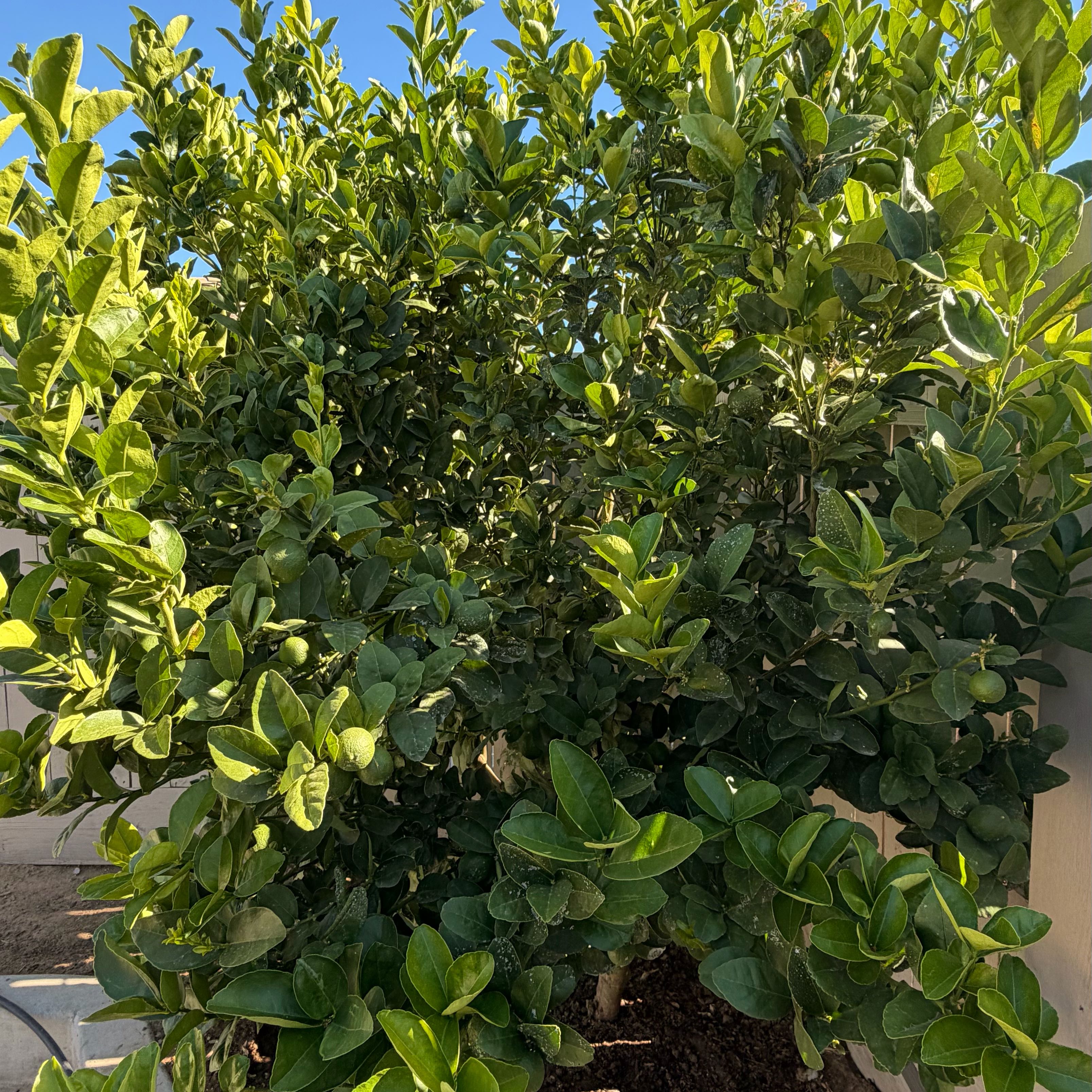 Photo of the plant species lemon tree by @ElderBlueech77 named Harry on Greg, the plant care app