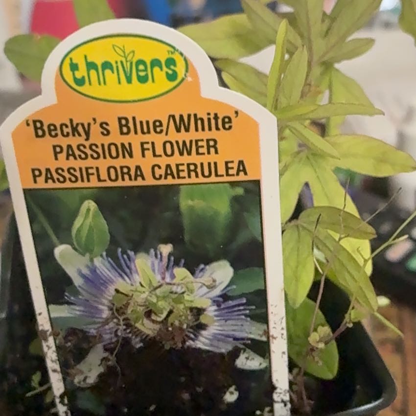 Photo of the plant species Passion Flower by @BigPitayita41 named Darwin on Greg, the plant care app