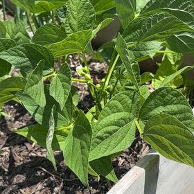 Photo of the plant species Green Beans by @ScholarlyHoya88 named Elle on Greg, the plant care app