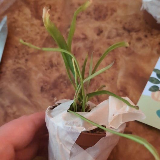 Photo of the plant species Poa Annua by @PrimoQuenepa86 named Mully on Greg, the plant care app