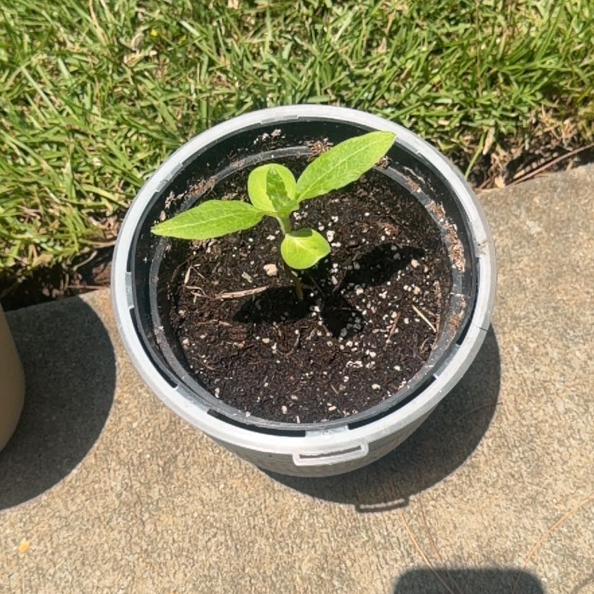 Photo of the plant species Mammoth Grey Stripe Sunflower by @WiseGreenice47 named Aristotle on Greg, the plant care app