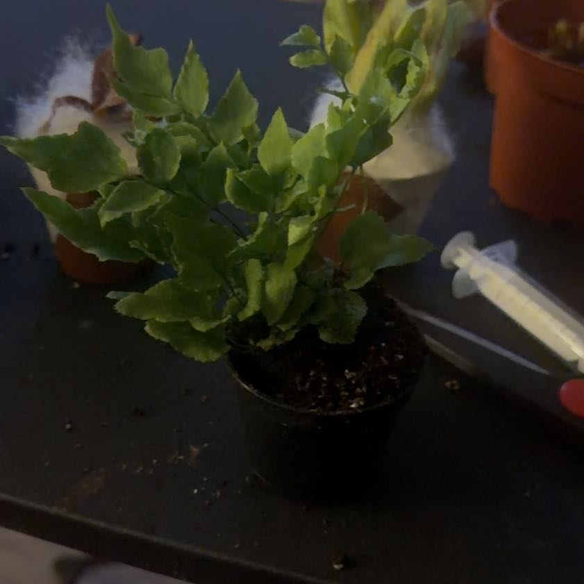 Photo of the plant species House Holly-Fern by @WiseGreenice47 named Hemingway on Greg, the plant care app