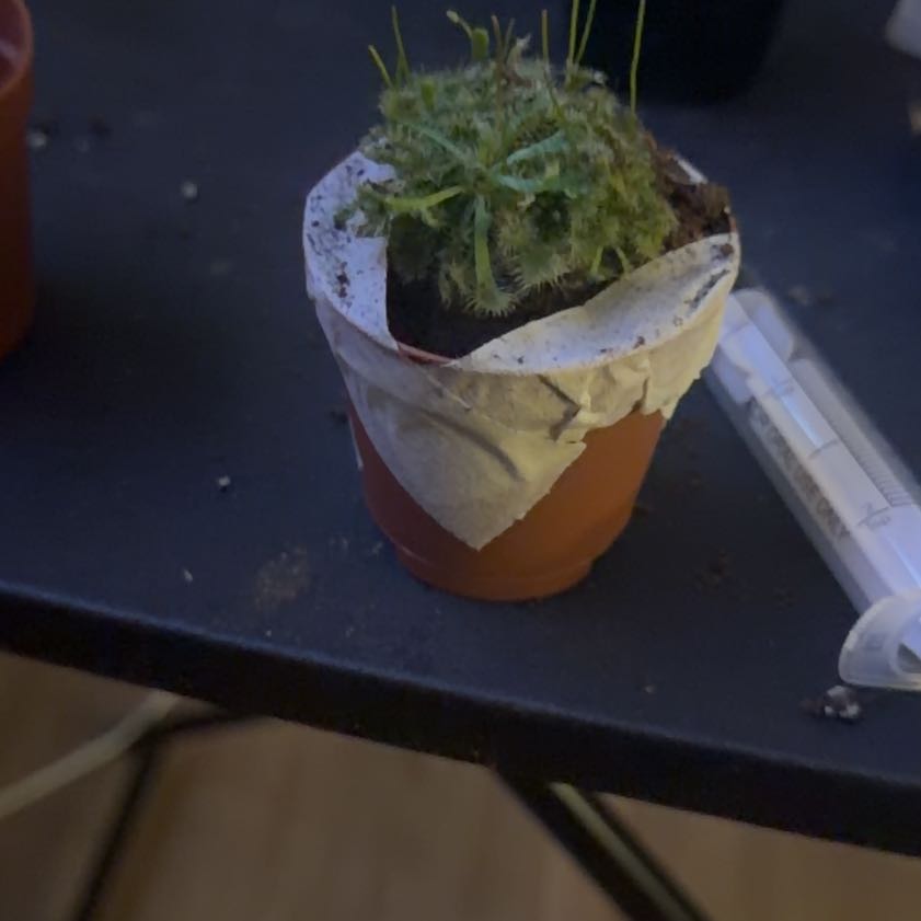 Photo of the plant species Spoon-Leaved Sundew by @WiseGreenice47 named Athena on Greg, the plant care app