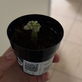 Photo of the plant species Graptopetalum paraguayense 'Jester' by @FunCobnut19 named Jester on Greg, the plant care app