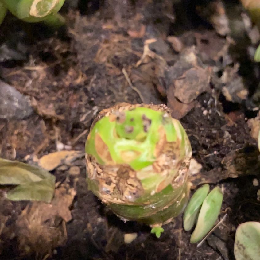 Photo of the plant species Matteuccia by @PopularAlmond45 named Figyonce on Greg, the plant care app