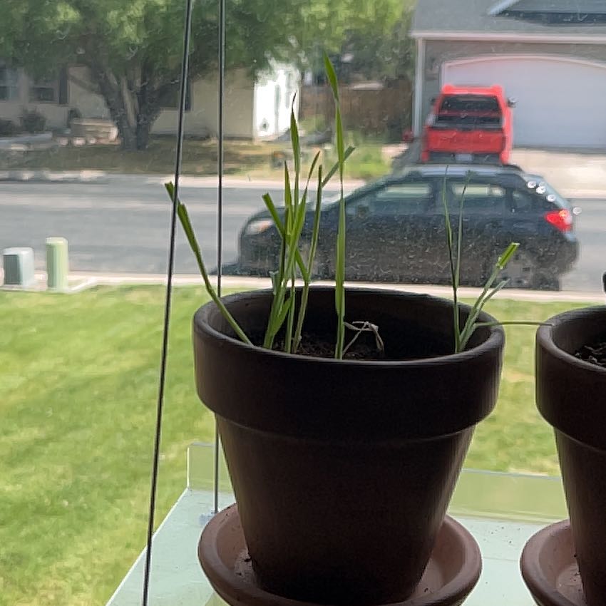 Photo of the plant species cat grass by @CaringPetunia0 named Arcene’s treats on Greg, the plant care app