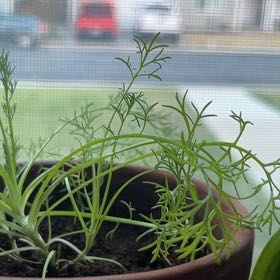 Photo of the plant species German Chamomile by @CaringPetunia0 named Millie on Greg, the plant care app