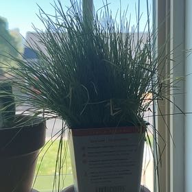 Photo of the plant species cat grass by @CaringPetunia0 named Figyonce on Greg, the plant care app