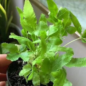 Photo of the plant species Brake Fern by @CalmOxlip2 named Dax on Greg, the plant care app