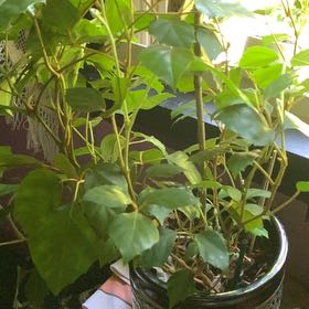 Photo of the plant species Cissus Alata by @CalmOxlip2 named Naomi on Greg, the plant care app