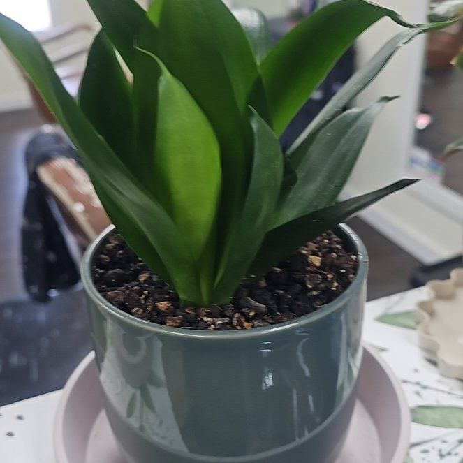 Photo of the plant species Snake Plant by @CivicBoneset72 named Sherlock on Greg, the plant care app
