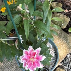 Photo of the plant species Madonna Lily by @EmergingPhlox94 named Bella on Greg, the plant care app