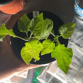 Photo of the plant species Bhut Jolokia by @VipAsarina46 named Baesil on Greg, the plant care app