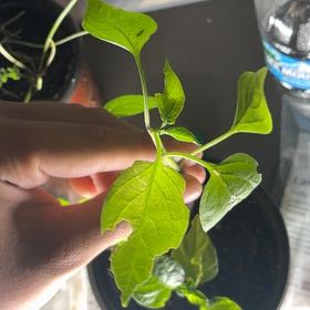 Photo of the plant species Jalapeño Pepper by @VipAsarina46 named Foxxy on Greg, the plant care app