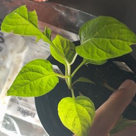 Photo of the plant species Red Habanero by @VipAsarina46 named Sage on Greg, the plant care app