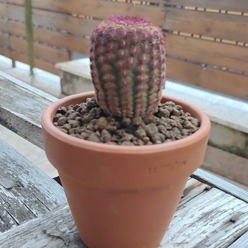 Photo of the plant species Comb Hedgehog Cactus by @AmusingTule14 named Kylie on Greg, the plant care app