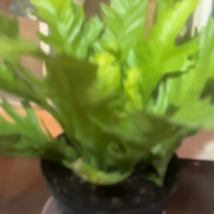 Photo of the plant species Romaine Lettuce by @SinewyWinika0 named Athena on Greg, the plant care app