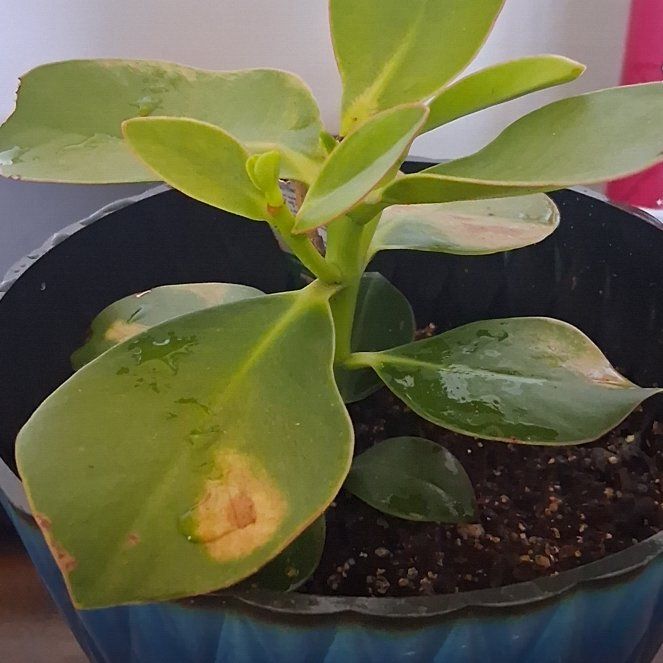 Photo of the plant species Clusia Rosea by @TrySuriana5 named Treeyoncé on Greg, the plant care app
