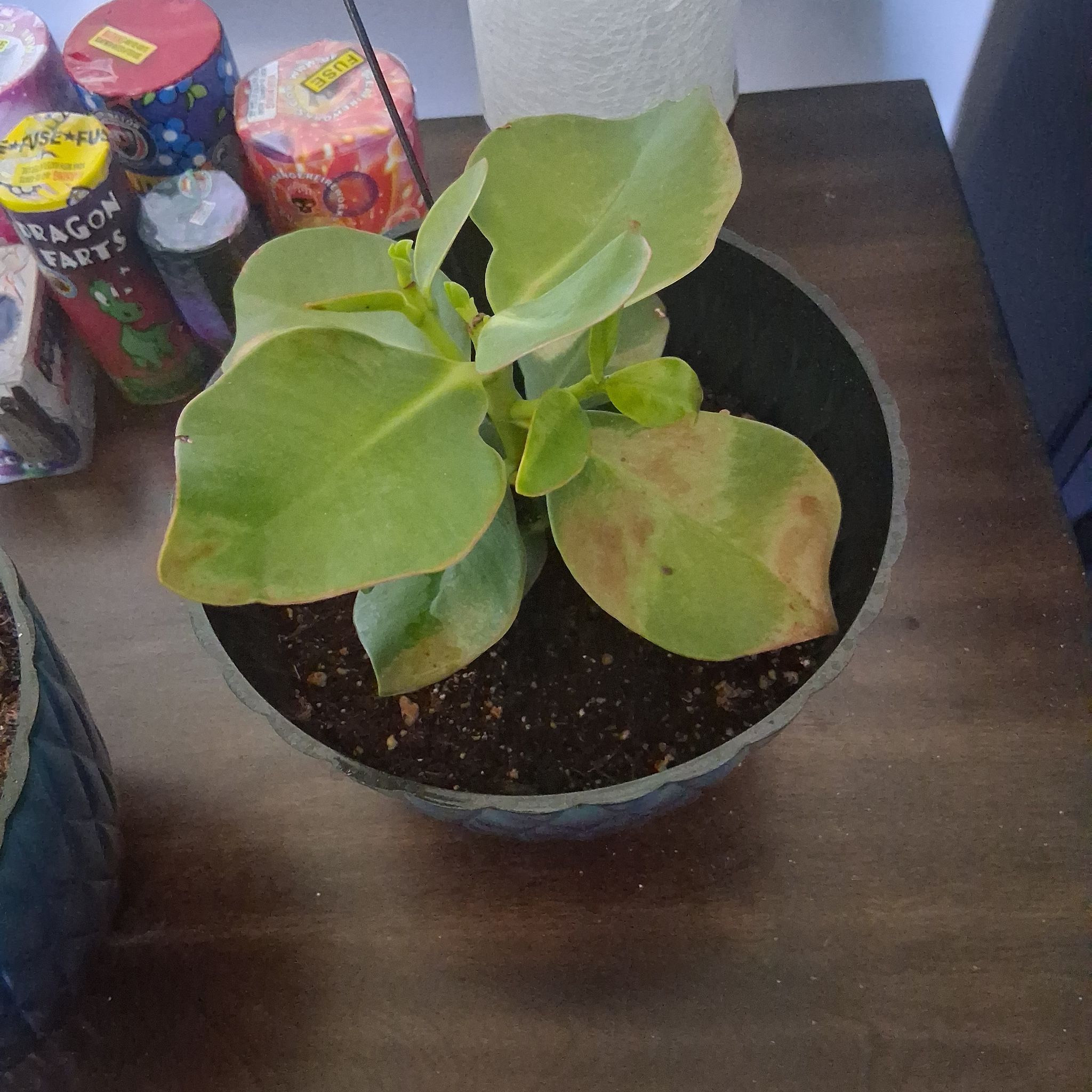 Photo of the plant species Clusia Rosea by @TrySuriana5 named Treeyoncé on Greg, the plant care app