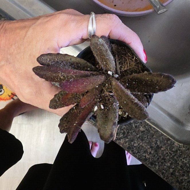 Photo of the plant species Leatherleaf by @Starfevre named Daxin on Greg, the plant care app