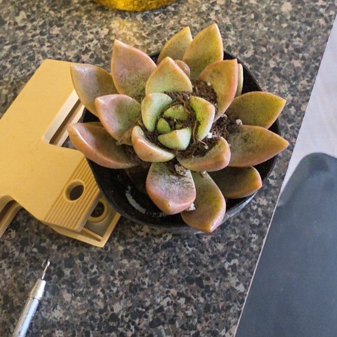 Photo of the plant species Graptopetalum 'Purple Delight' by @Starfevre named Prince on Greg, the plant care app