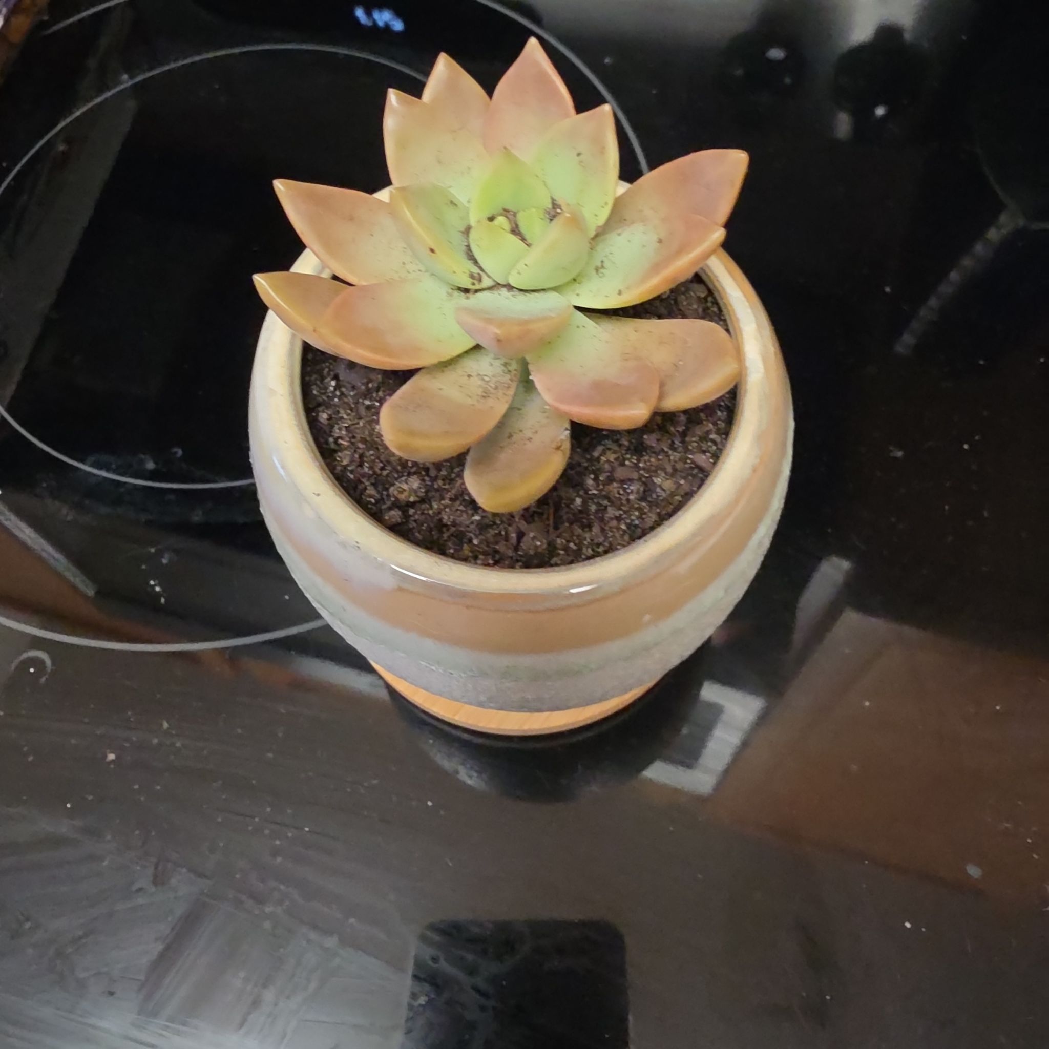 Photo of the plant species Graptopetalum 'Purple Delight' by @Starfevre named Prince on Greg, the plant care app