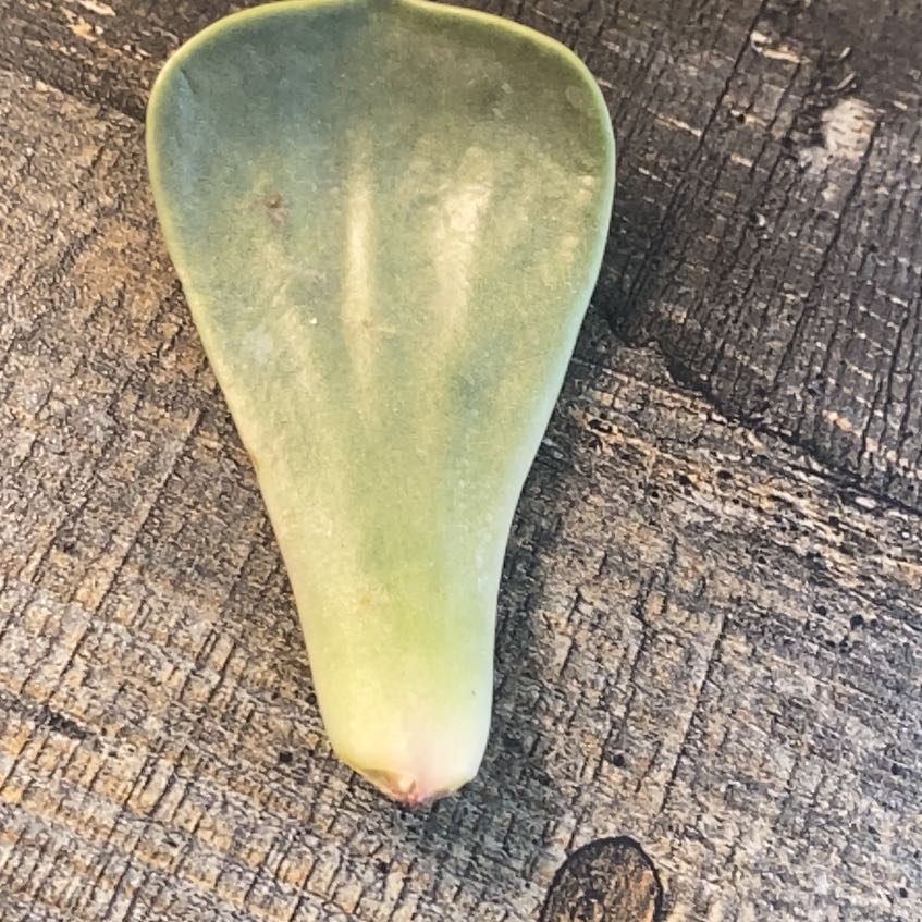 Photo of the plant species Chalk Dudleya by @GuruFanpalm32 named Lavender on Greg, the plant care app