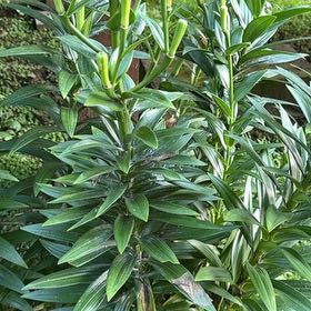 Photo of the plant species Tiger Lily by @AceWoreya69 named Orlando Bloom on Greg, the plant care app