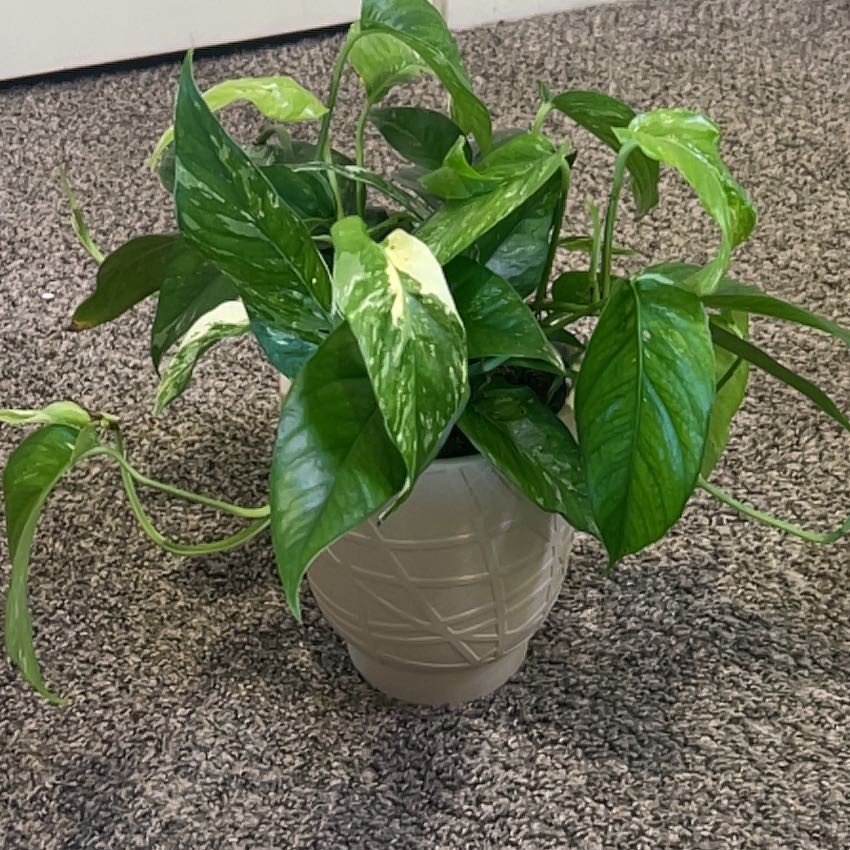 Photo of the plant species Epipremnum pinnatum 'Albo' by @ChirpyParsley94 named Kesha on Greg, the plant care app