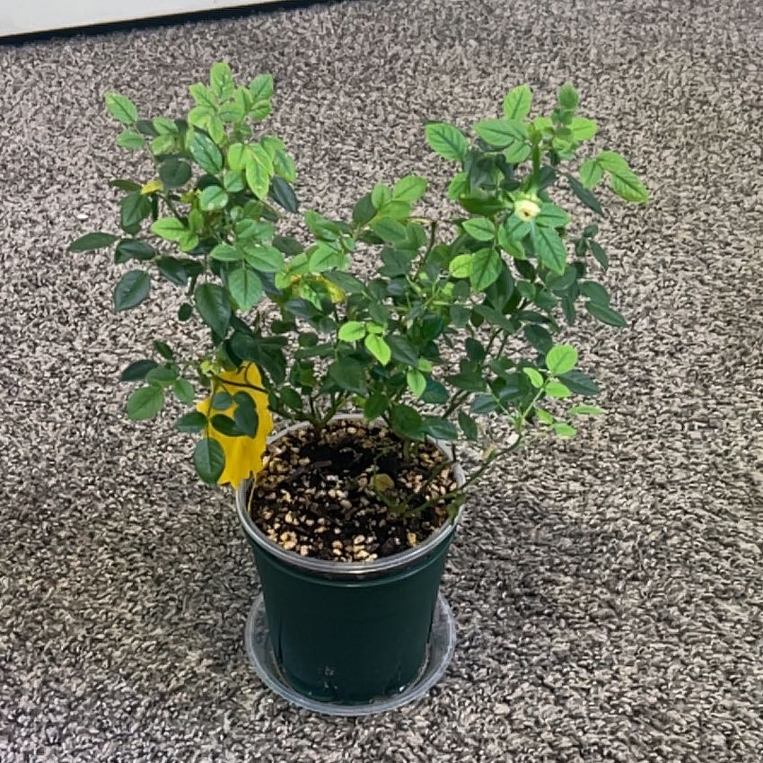 Photo of the plant species Rose by @ChirpyParsley94 named James Dean on Greg, the plant care app