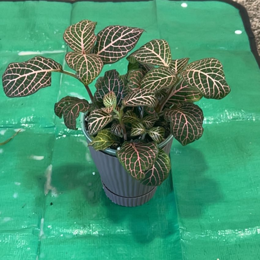 Photo of the plant species Fittonia Red Vine by @ChirpyParsley94 named Planty on Greg, the plant care app