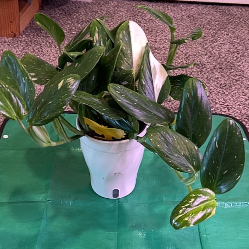 Photo of the plant species Cobra Monstera by @ChirpyParsley94 named Lavender on Greg, the plant care app