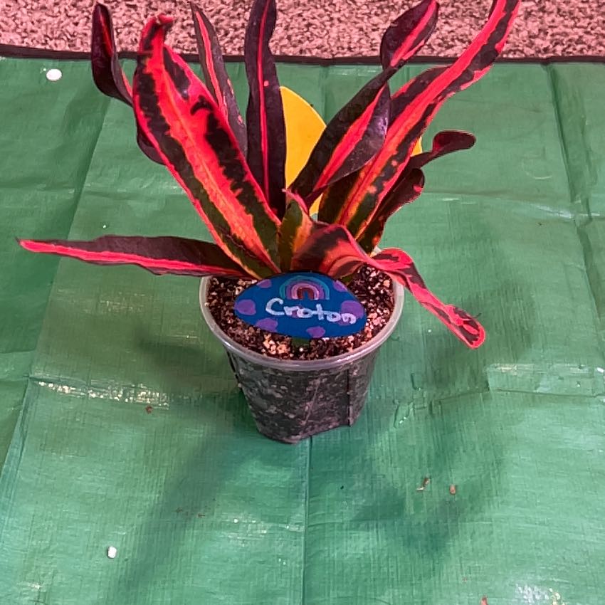 Photo of the plant species Croton Curly Boy by @ChirpyParsley94 named Winston on Greg, the plant care app