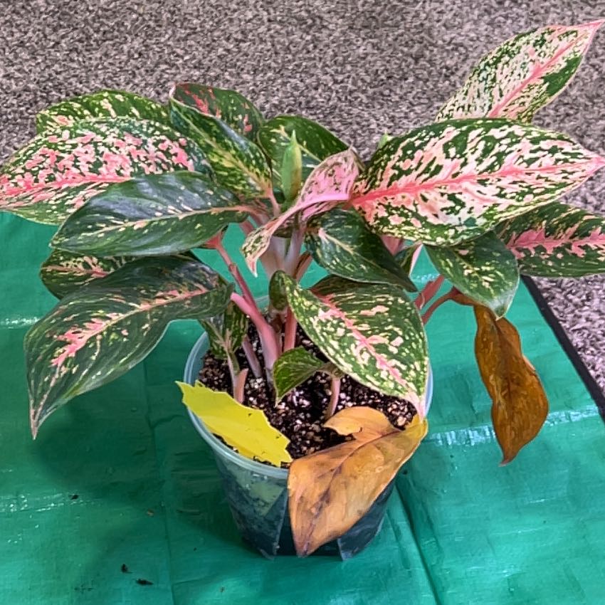 Photo of the plant species Chinese Evergreen Valentine by @ChirpyParsley94 named Leaf Erickson on Greg, the plant care app
