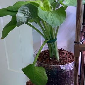 Photo of the plant species Hosta 'August Moon' by @ChirpyParsley94 named Terra on Greg, the plant care app