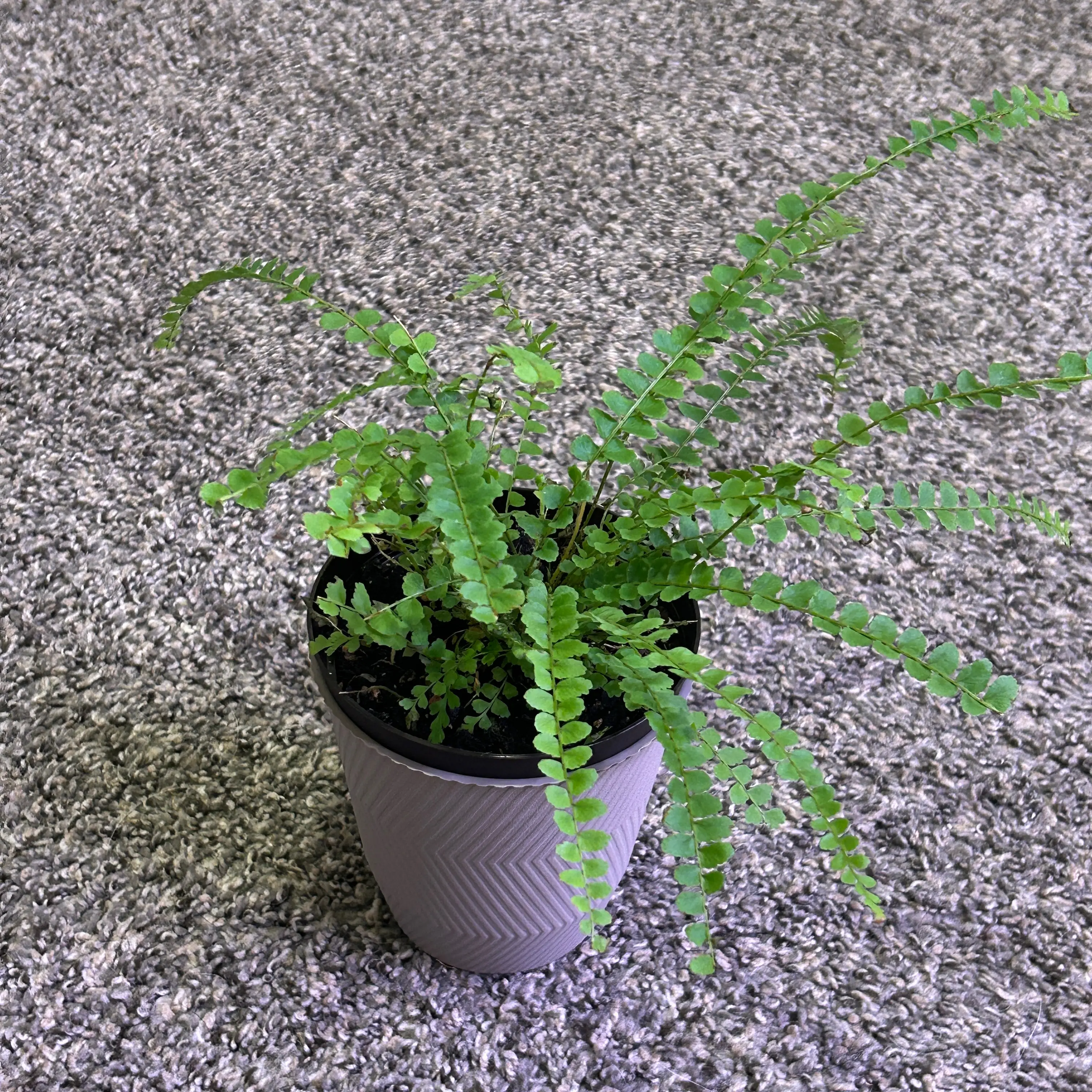 Photo of the plant species Lemon Button Fern by @ChirpyParsley94 named Rosa on Greg, the plant care app