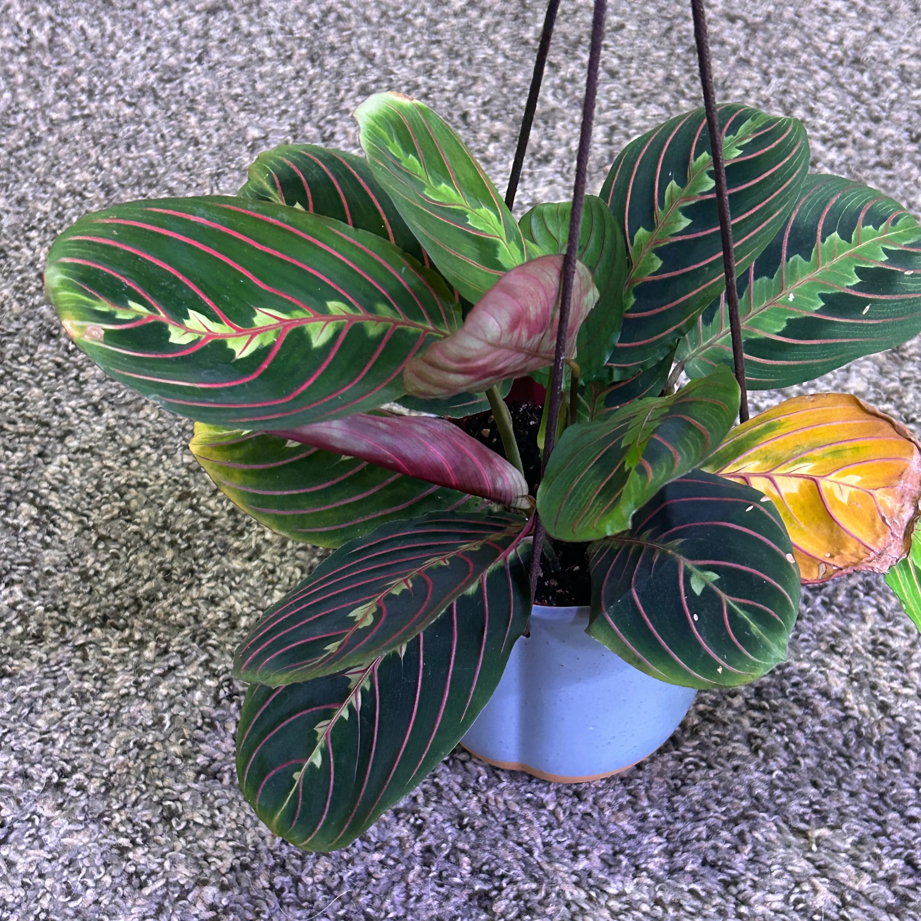 Photo of the plant species Prayer Plant by @ChirpyParsley94 named Mando on Greg, the plant care app
