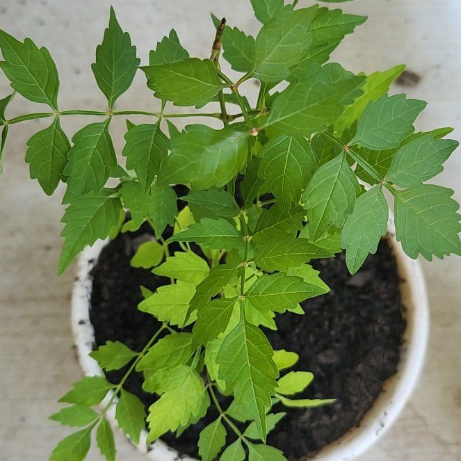 Photo of the plant species Hummingbird Vine by @ChicFanmoss50 named Kardashian on Greg, the plant care app