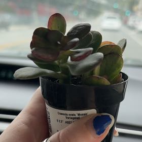 Photo of the plant species Mosaic Jade by @KeyPlumtree77 named Weenie on Greg, the plant care app