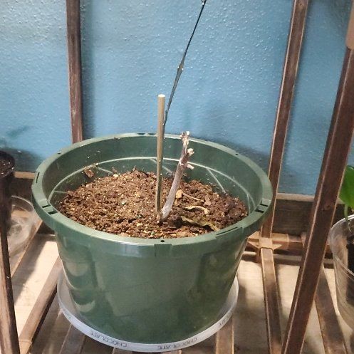 Photo of the plant species Dwarf Improved Meyer Lemon Tree by @SageWaxvine15 named Khaleesi on Greg, the plant care app
