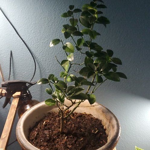 Photo of the plant species Lime Tree by @SageWaxvine15 named Drake on Greg, the plant care app